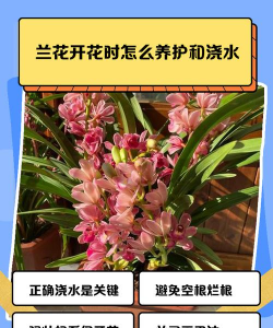 兰草花什么时候移栽好 兰草花什么时候移栽好