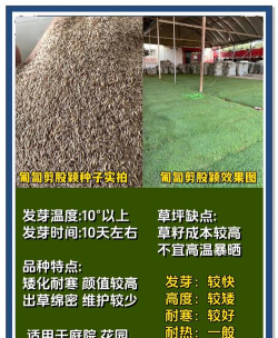 家里阳光不足怎么养花，选对植物种类，掌握养护技巧