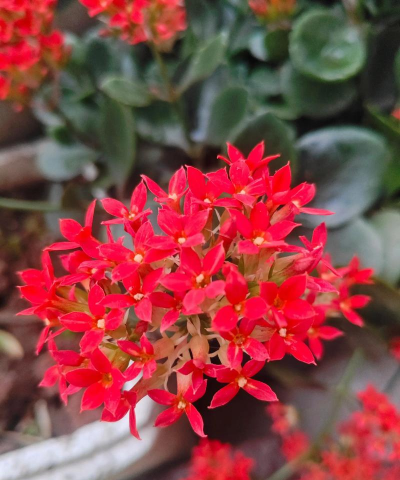 家里阳光不足怎么养花，选对植物种类，掌握养护技巧