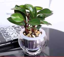 家里阳光不足怎么养花，选对植物种类，掌握养护技巧