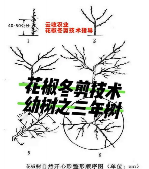 家里阳光不足怎么养花，选对植物种类，掌握养护技巧