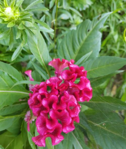 家里阳光不足怎么养花，选对植物种类，掌握养护技巧