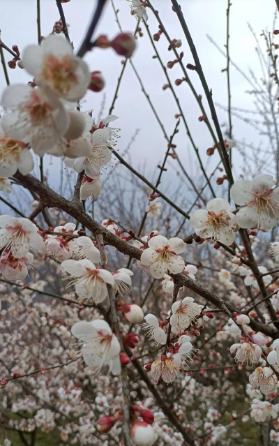 家里阳光不足怎么养花，选对植物种类，掌握养护技巧