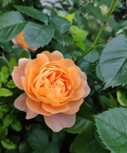 家里阳光不足怎么养花，选对植物种类，掌握养护技巧