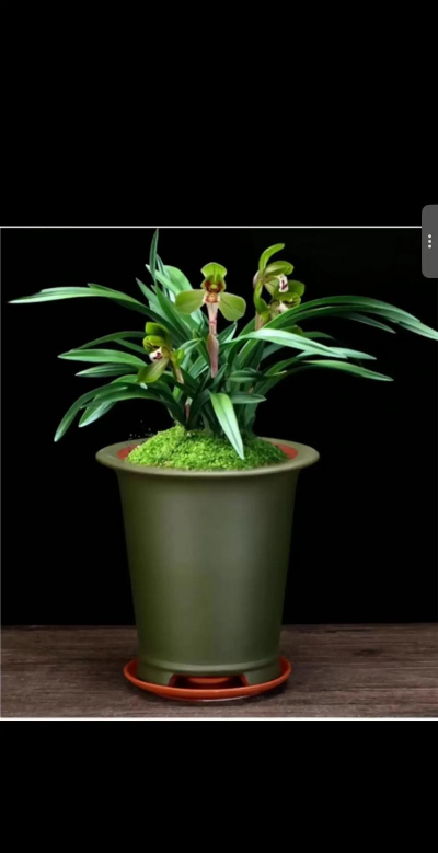 家里阳光不足怎么养花，选对植物种类，掌握养护技巧