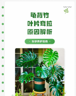 家里阳光不足怎么养花，选对植物种类，掌握养护技巧