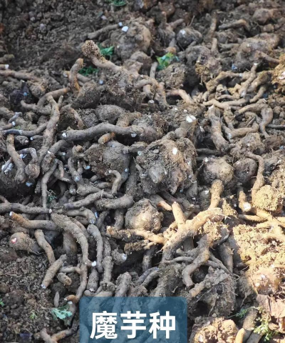 家里阳光不足怎么养花，选对植物种类，掌握养护技巧