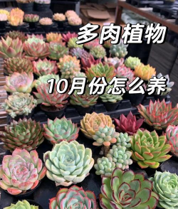 家里阳光不足怎么养花，选对植物种类，掌握养护技巧