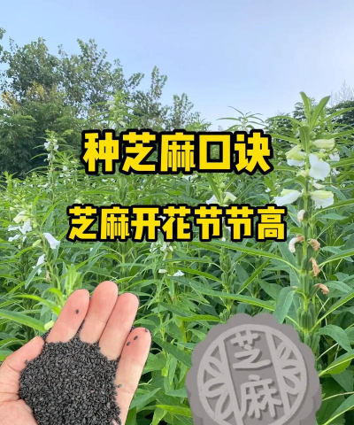 家里阳光不足怎么养花，选对植物种类，掌握养护技巧
