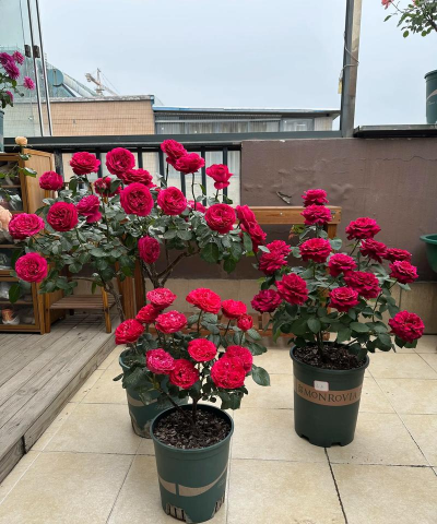 家里阳光不足怎么养花，选对植物种类，掌握养护技巧