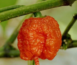 家里阳光不足怎么养花，选对植物种类，掌握养护技巧