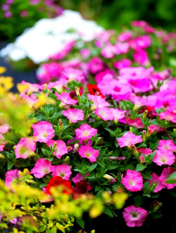 家里阳光不足怎么养花，选对植物种类，掌握养护技巧