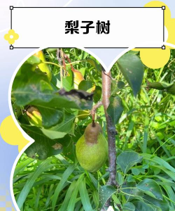 家里阳光不足怎么养花，选对植物种类，掌握养护技巧