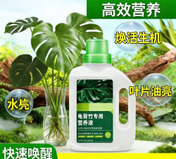 家里阳光不足怎么养花，选对植物种类，掌握养护技巧