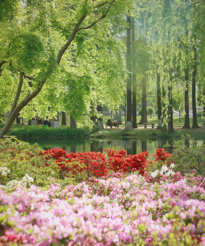 家里阳光不足怎么养花，选对植物种类，掌握养护技巧