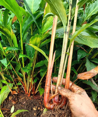 家里阳光不足怎么养花，选对植物种类，掌握养护技巧