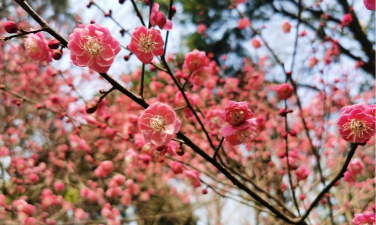 家里阳光不足怎么养花，选对植物种类，掌握养护技巧