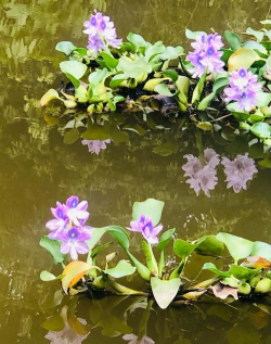 家里阳光不足怎么养花，选对植物种类，掌握养护技巧