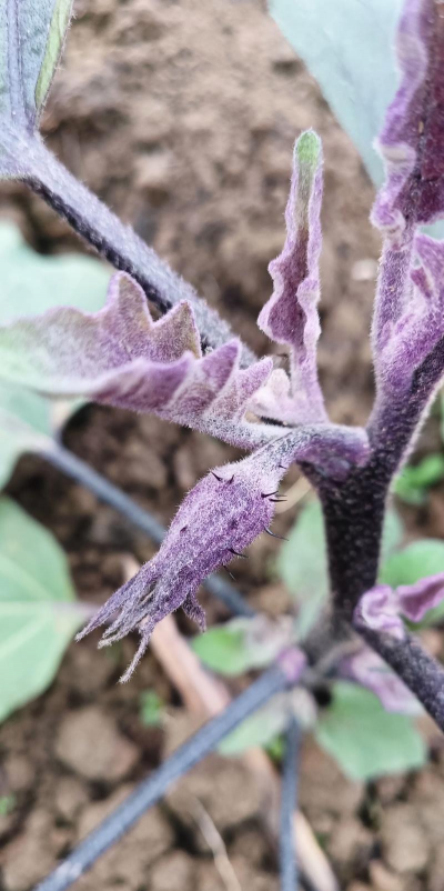 家里阳光不足怎么养花，选对植物种类，掌握养护技巧