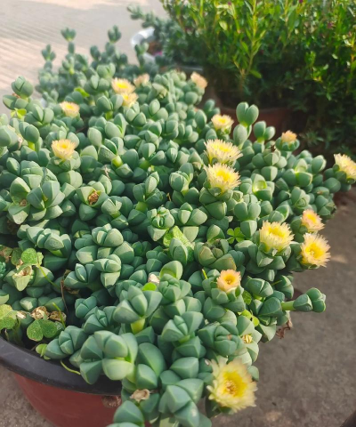 家里阳光不足怎么养花，选对植物种类，掌握养护技巧