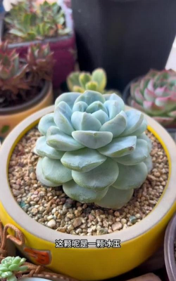 家里阳光不足怎么养花，选对植物种类，掌握养护技巧