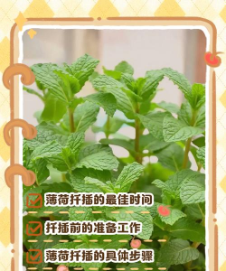 养花不好的人煞气多，养花常见问题，如何化解煞气