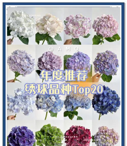 养花不好的人煞气多，养花常见问题，如何化解煞气