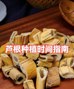 养花不好的人煞气多，养花常见问题，如何化解煞气