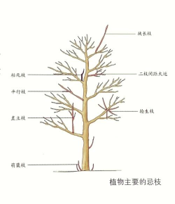 小众送妈妈的花有哪些花
