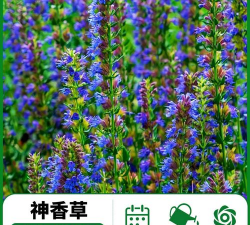 养花不好的人煞气多，养花常见问题，如何化解煞气