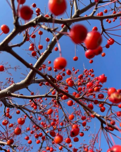 养花不好的人煞气多，养花常见问题，如何化解煞气