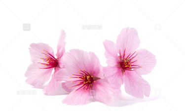 养花不好的人煞气多，养花常见问题，如何化解煞气