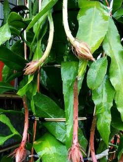 养花不好的人煞气多，养花常见问题，如何化解煞气