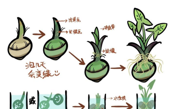 养花不好的人煞气多，养花常见问题，如何化解煞气