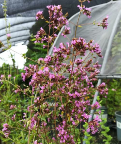 牛不爱吃的花有哪些花 牛不爱吃的花有哪些花