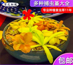 捕虫毡怎么种植 捕虫毡怎么种植