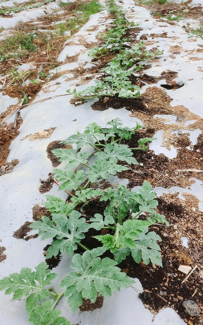 养花不好的人煞气多，养花常见问题，如何化解煞气