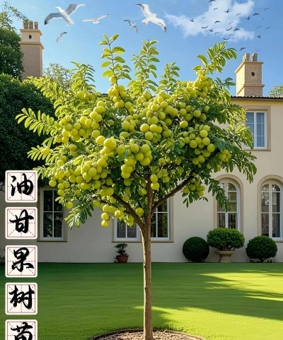 养花不好的人煞气多，养花常见问题，如何化解煞气