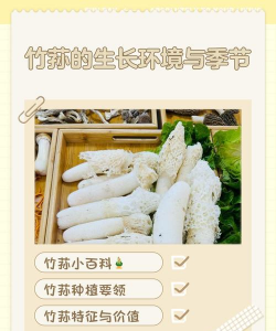 懒人养花神器，轻松打理花草，告别繁琐养护