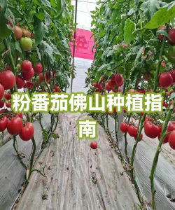 懒人养花神器，轻松打理花草，告别繁琐养护