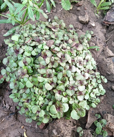 懒人养花神器，轻松打理花草，告别繁琐养护