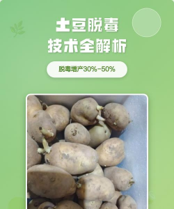 室内花卉装饰，提升居家氛围，打造自然空间