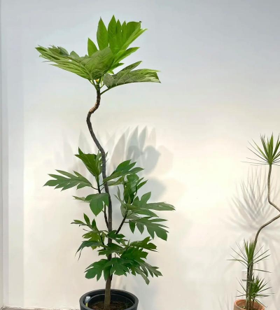 懒人养花神器，轻松打理花草，告别繁琐养护