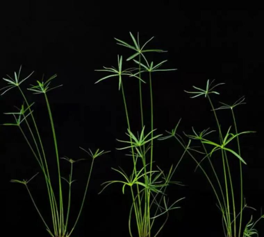 室内花卉装饰，提升居家氛围，打造自然空间