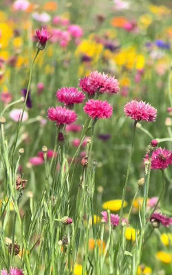 夏天有什么野花开放呢 夏天有什么野花开放呢