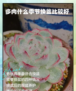 懒人养花神器，轻松打理花草，告别繁琐养护