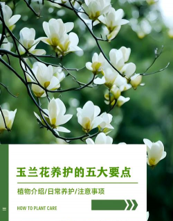 懒人养花神器，轻松打理花草，告别繁琐养护