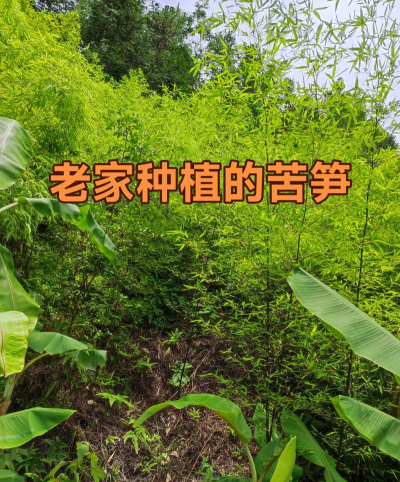 养花人社区，交流种植经验，分享养花乐趣
