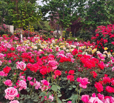 养花人社区，交流种植经验，分享养花乐趣