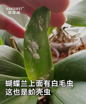 养花人社区，交流种植经验，分享养花乐趣
